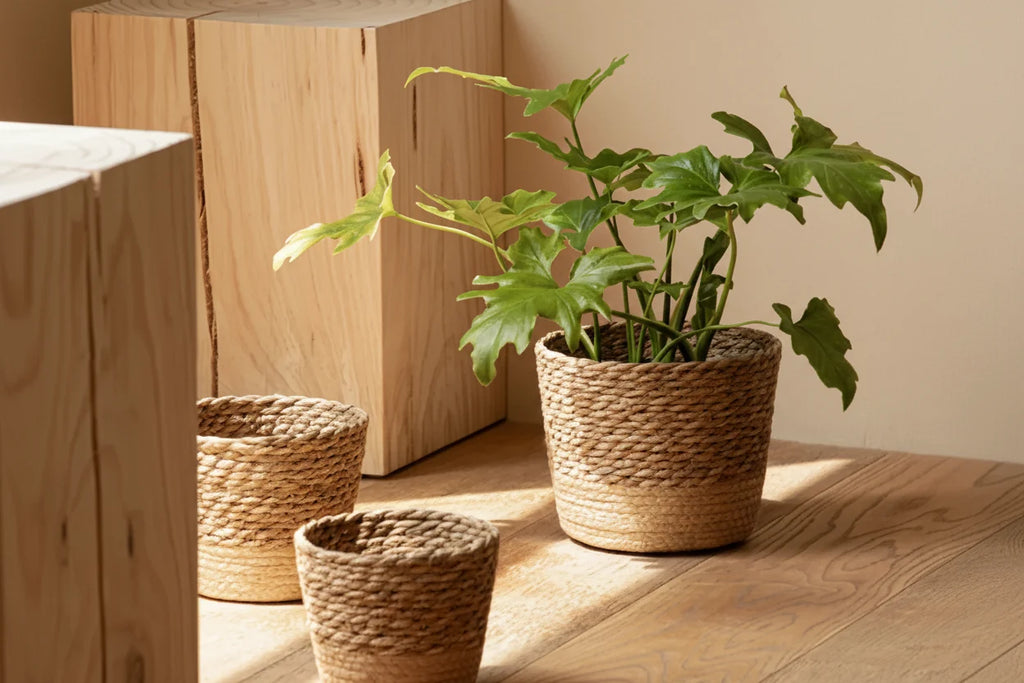 Woven Seaweed Planter