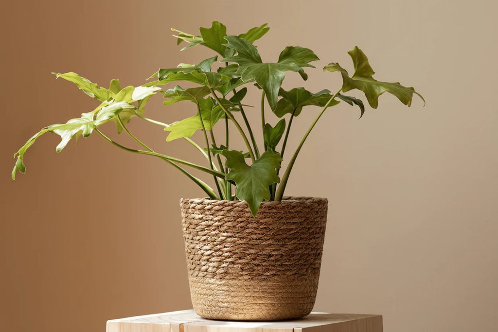 Woven Seaweed Planter