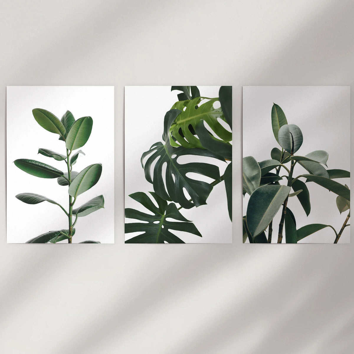 Botanical - Tropical Monstera, Rubber Plant Wall Prints Set