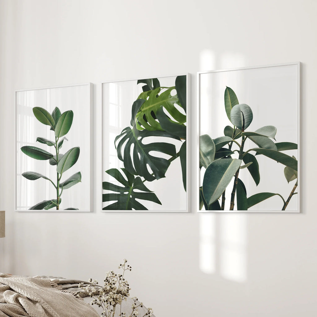 Botanical - Tropical Monstera, Rubber Plant Wall Prints Set