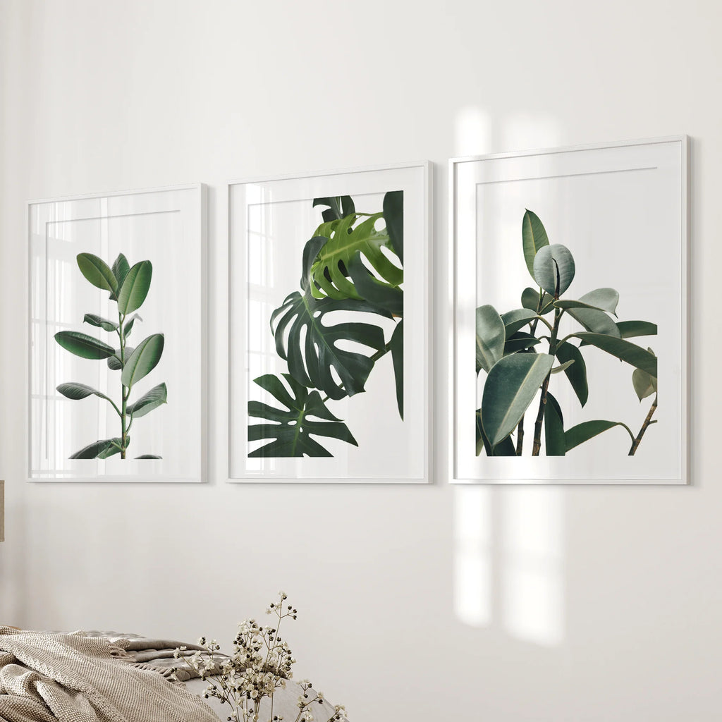Botanical - Tropical Monstera, Rubber Plant Wall Prints Set
